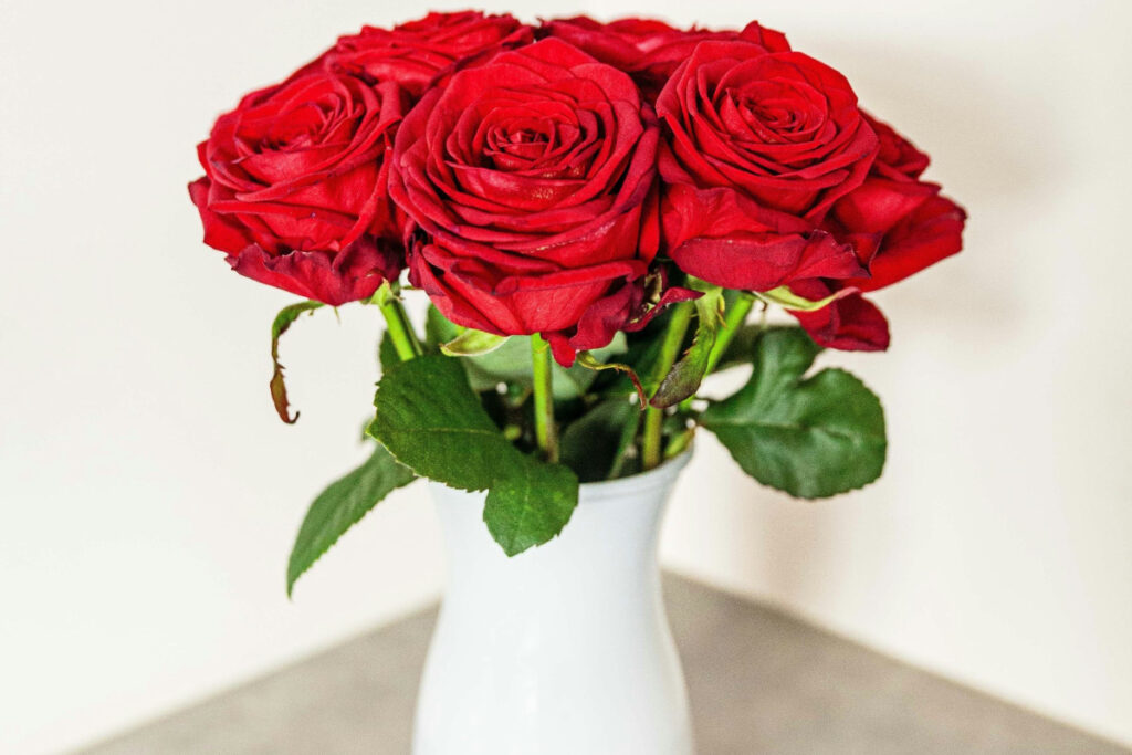 red roses on a white base